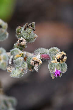 Image of Delosperma brunnthaleri (A. Berger) Schwant. ex Jacobsen