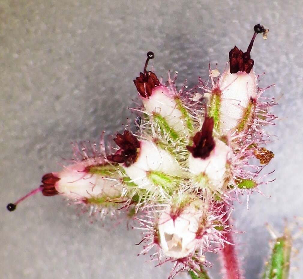 Image of Erica arachnocalyx E. G. H. Oliver