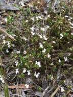 Image of Stylidium repens R. Br.