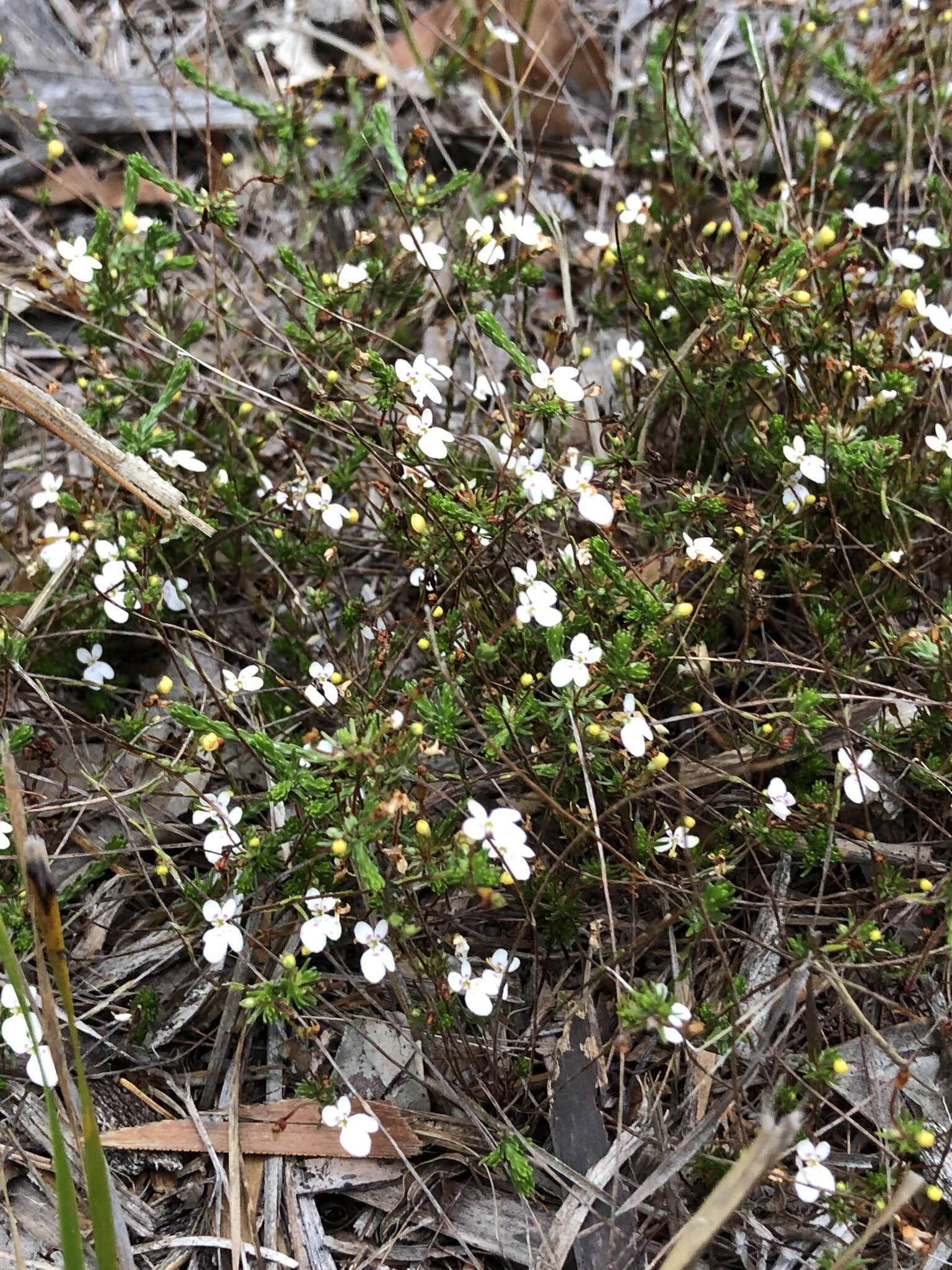 Image of Stylidium repens R. Br.