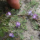 Image of Astragalus micranthellus Weddell