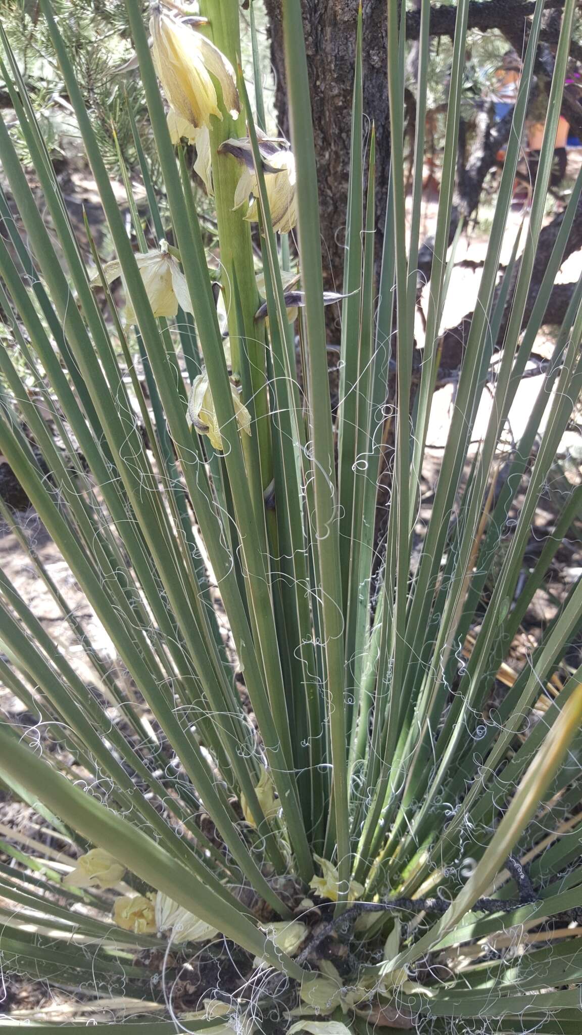 Image of Navajo yucca