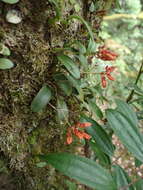 Image de Bulbophyllum albociliatum (Tang S. Liu & H. Y. Su) K. Nakaj.