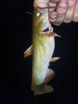 Image of Flat Bullhead