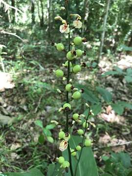 Image of Lesser Alpinia