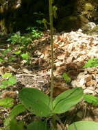 Image of Common twayblade