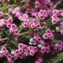 Image of Erica cristiflora Salisb.