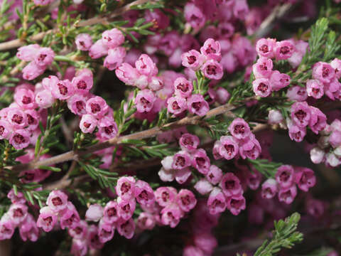 Image of Erica cristiflora Salisb.