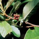 Image of Small-Flower Pawpaw