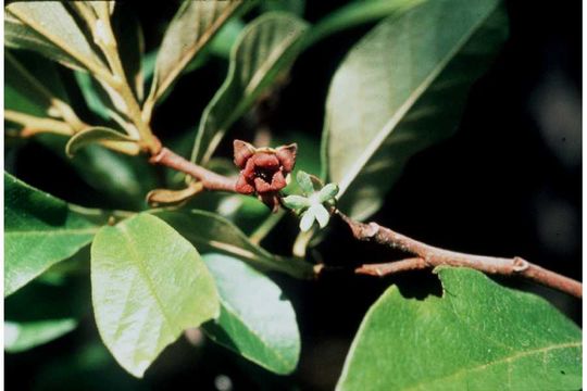 Image of smallflower pawpaw