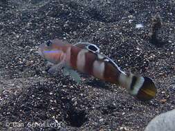 Image of Broad-barred sleeper-goby