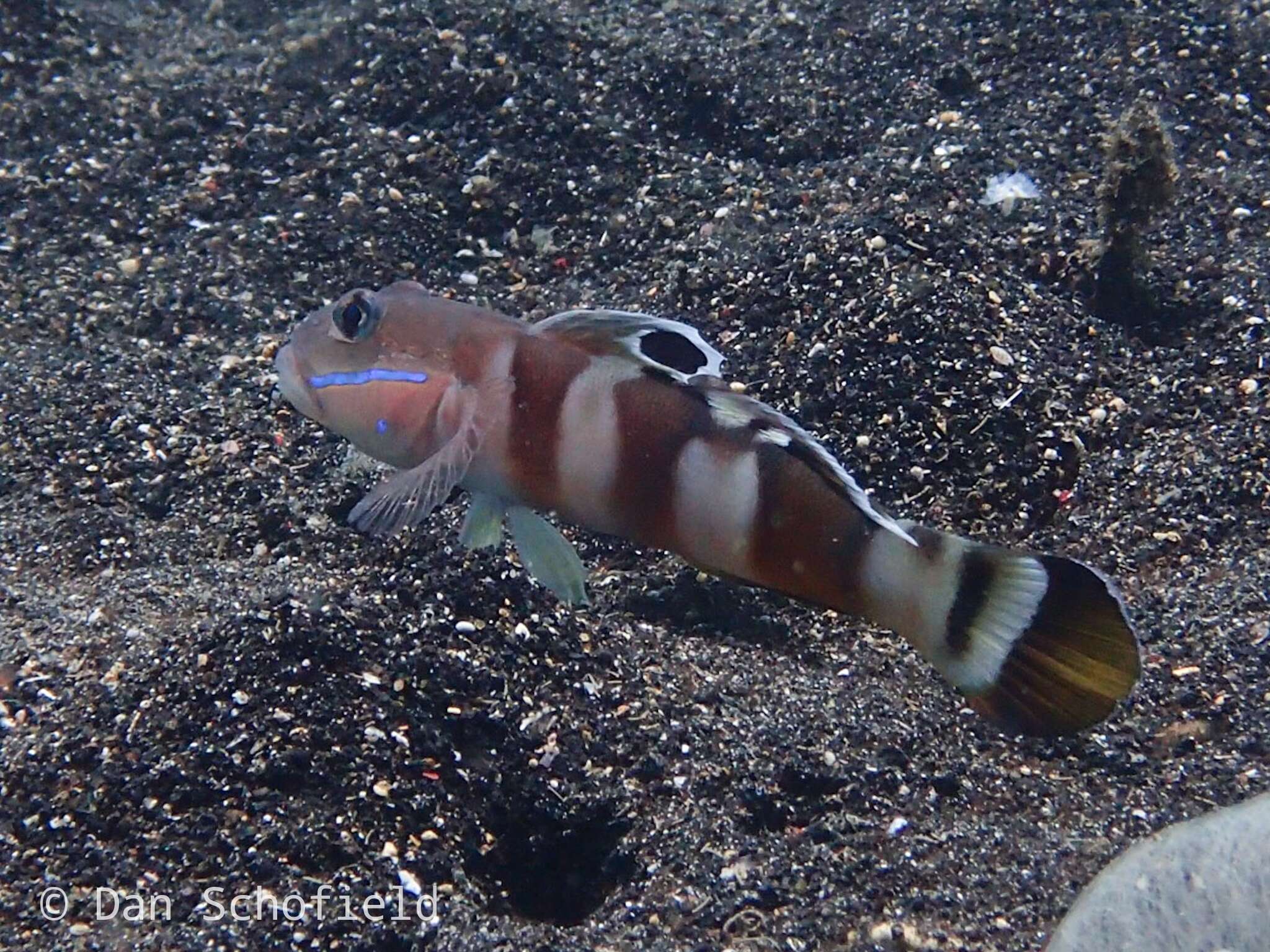 Image of Broad-barred sleeper-goby