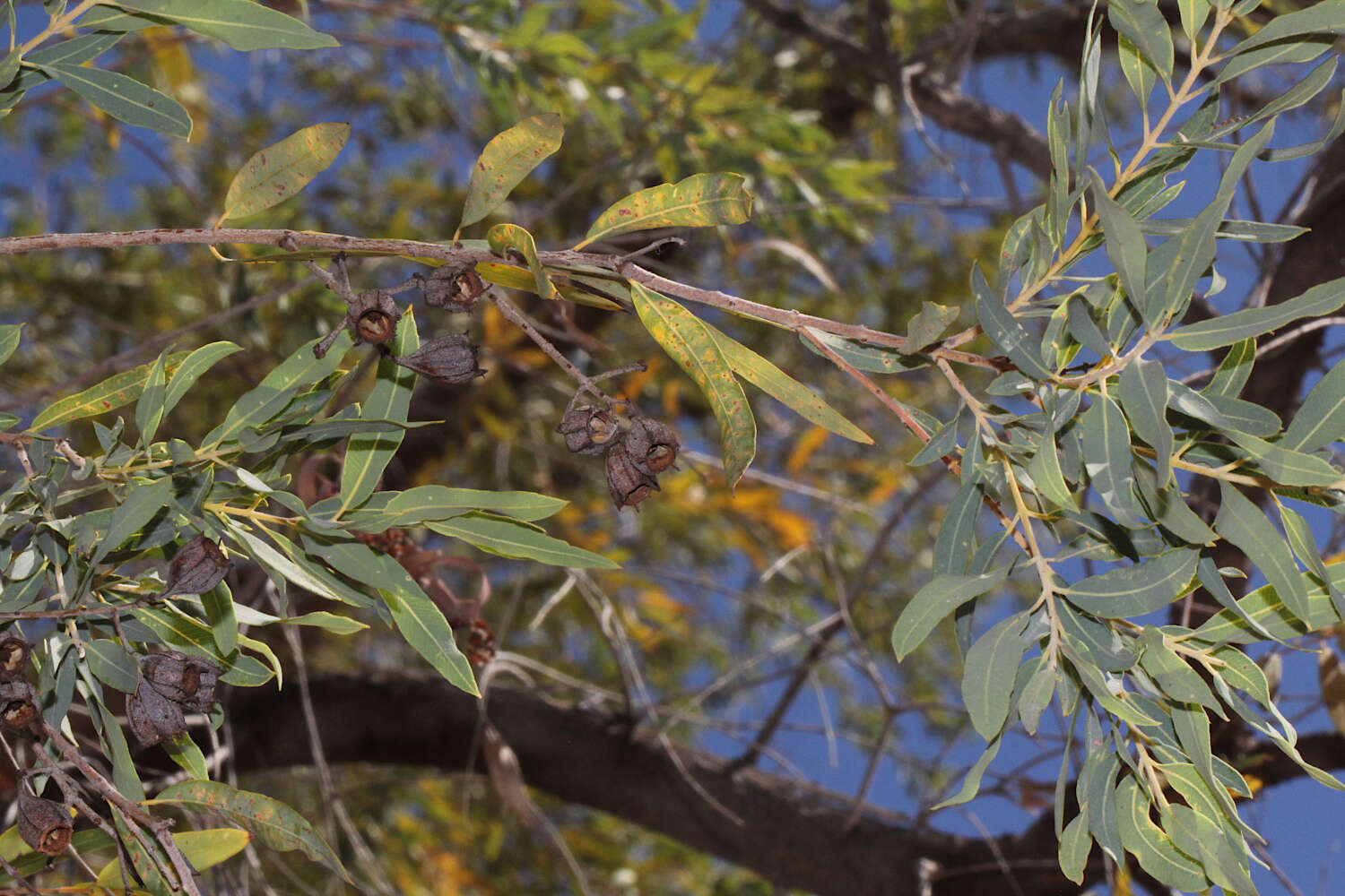 Angophora melanoxylon F. Müll. ex R. T. Baker的圖片