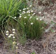 Image of Brachyscome paludicola P. S. Short