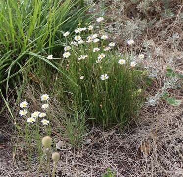 Image of Brachyscome paludicola P. S. Short