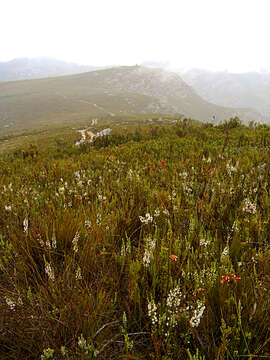 Image of Erica glomiflora Salisb.