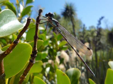 Sivun Austrolestes colensonis (White ex White & Gardiner Butler 1846) kuva