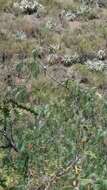 Image of Gray-hooded Parakeet