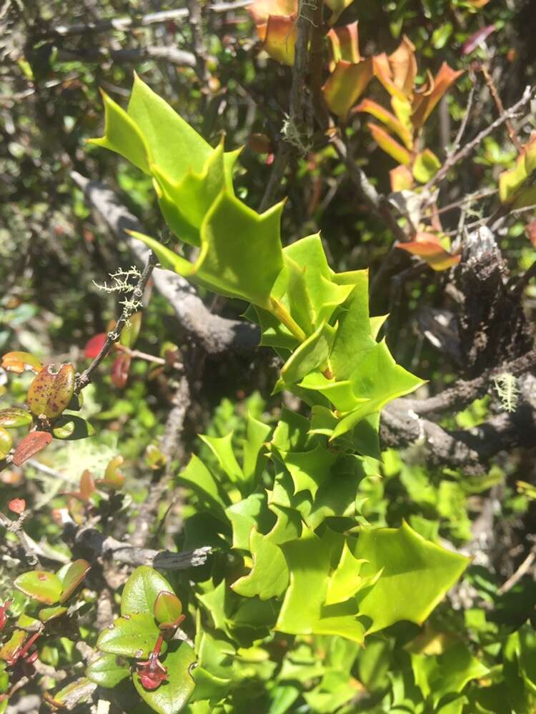 Griselinia jodinifolia (Griseb.) Taub.的圖片