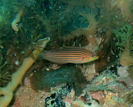 Image of Hoeven's wrasse