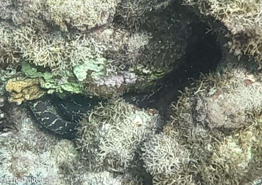 Image of Chain Moray Eel