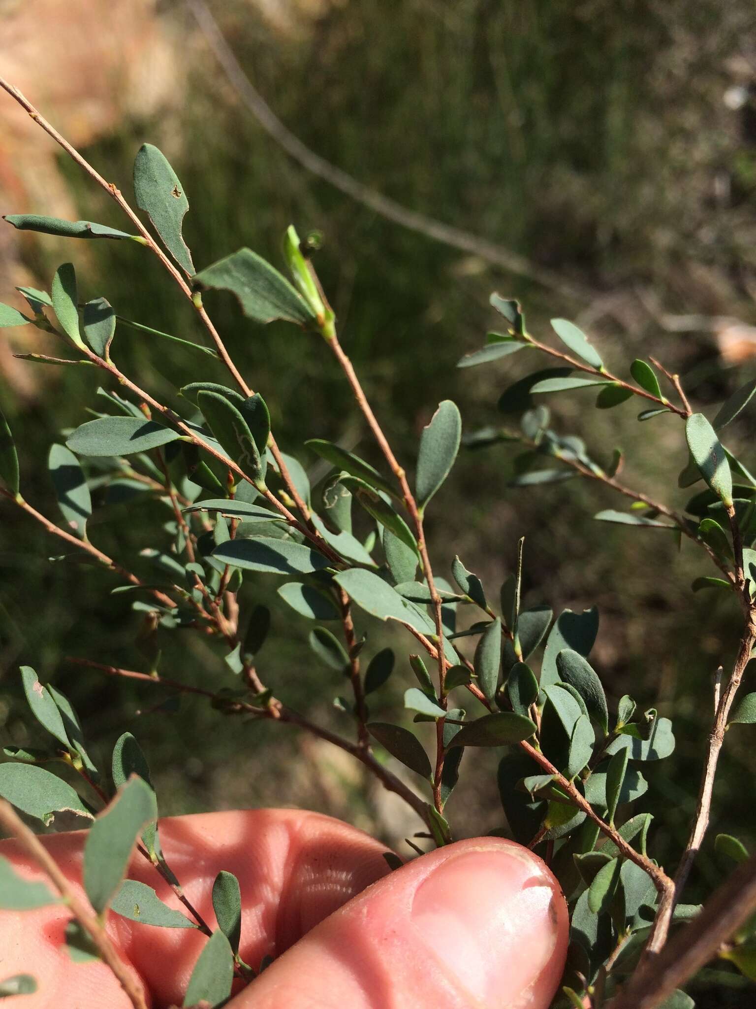 Image of Aristaea thalassias (Meyrick 1880)