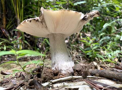 Termitomyces eurrhizus (Berk.) R. Heim 1942 resmi