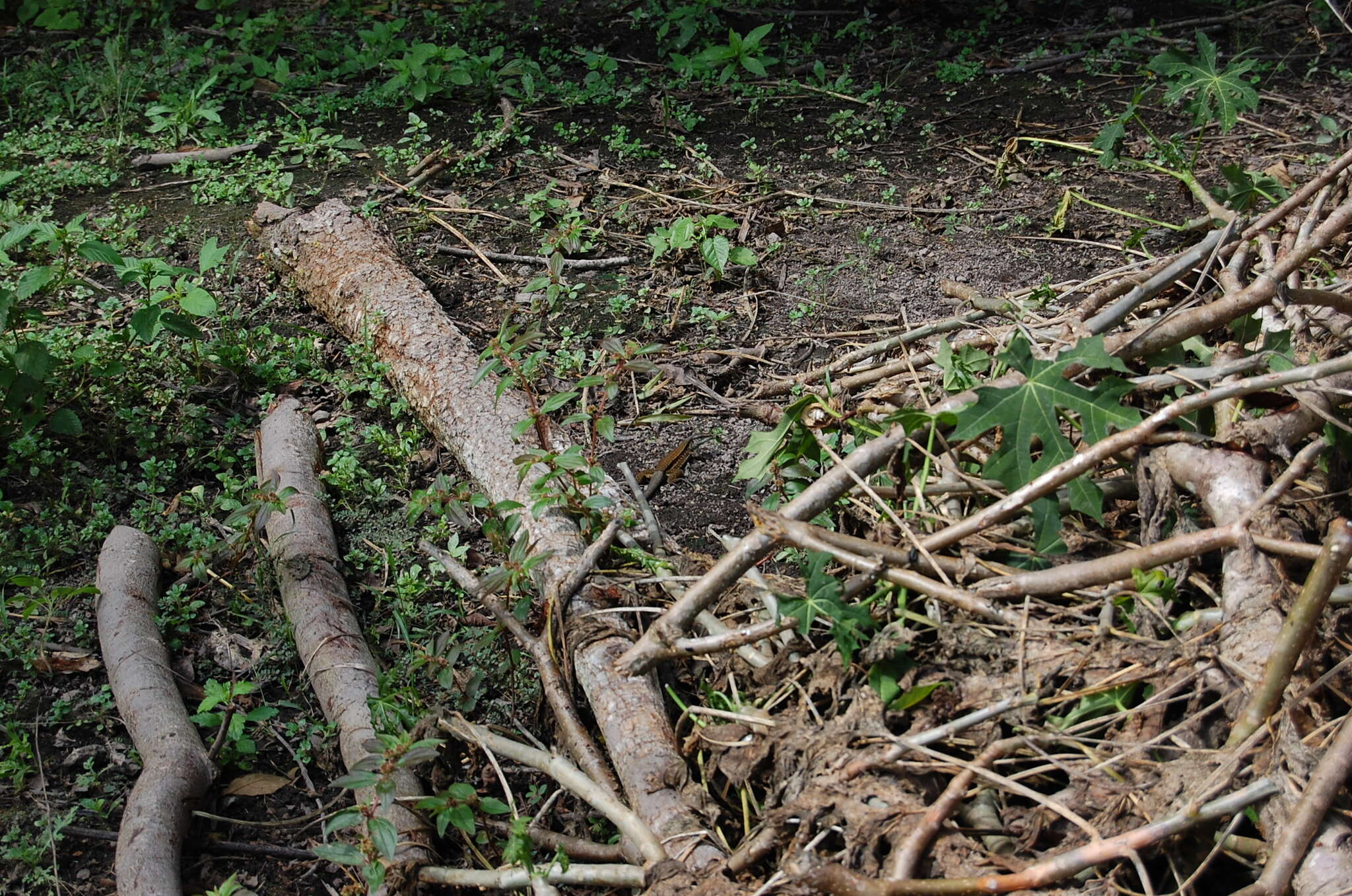 Image of Four-lined Ameiva