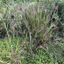 Image of Red-Top Cut-Throat Grass