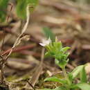 Image of Gentiana yokusai Burkill