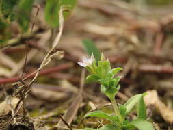 Image de Gentiana yokusai Burkill