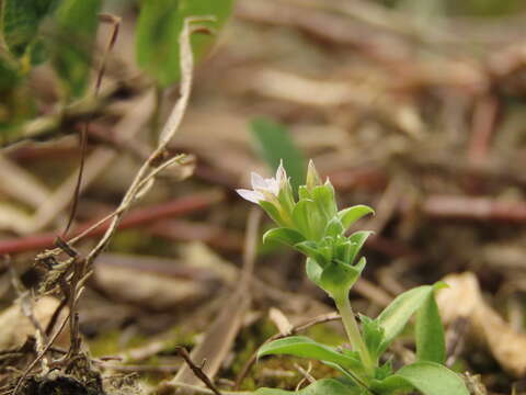 صورة Gentiana yokusai Burkill