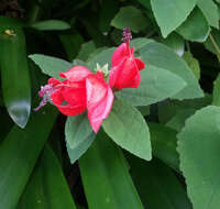 Image of wax mallow