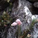 Erica goatcheriana var. petrensis L. Bol. resmi