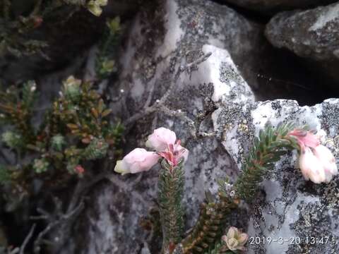 Image of Erica goatcheriana var. petrensis L. Bol.