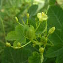 Image of Jatropha chevalieri Beille