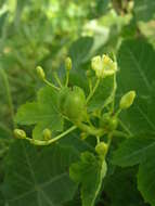 Image of Jatropha chevalieri Beille