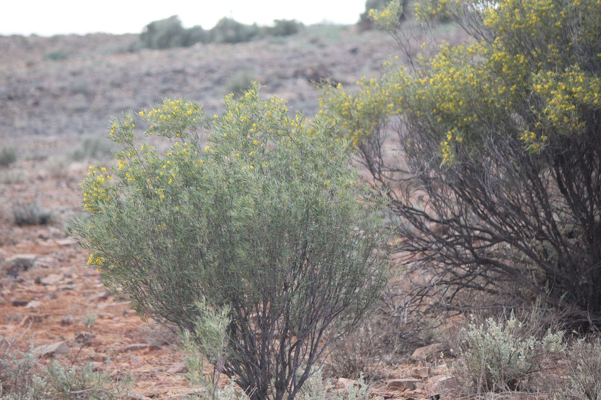 Image of Burnt-leaved Acacia