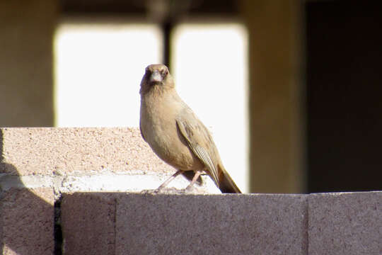 Image of Abert's Towhee