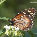 Image de Danaus (Anosia) cleophile Godart 1819