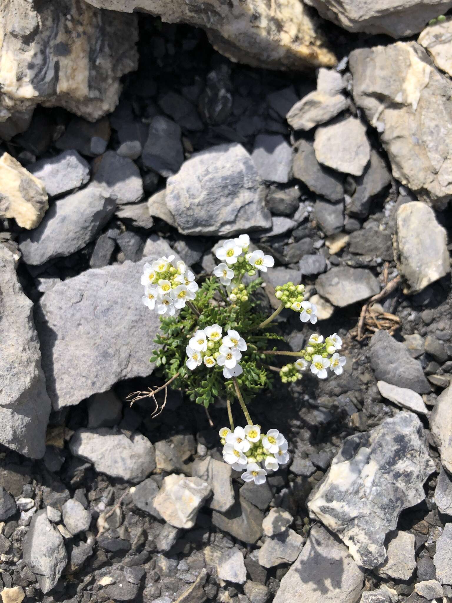 Imagem de Hornungia alpina subsp. alpina