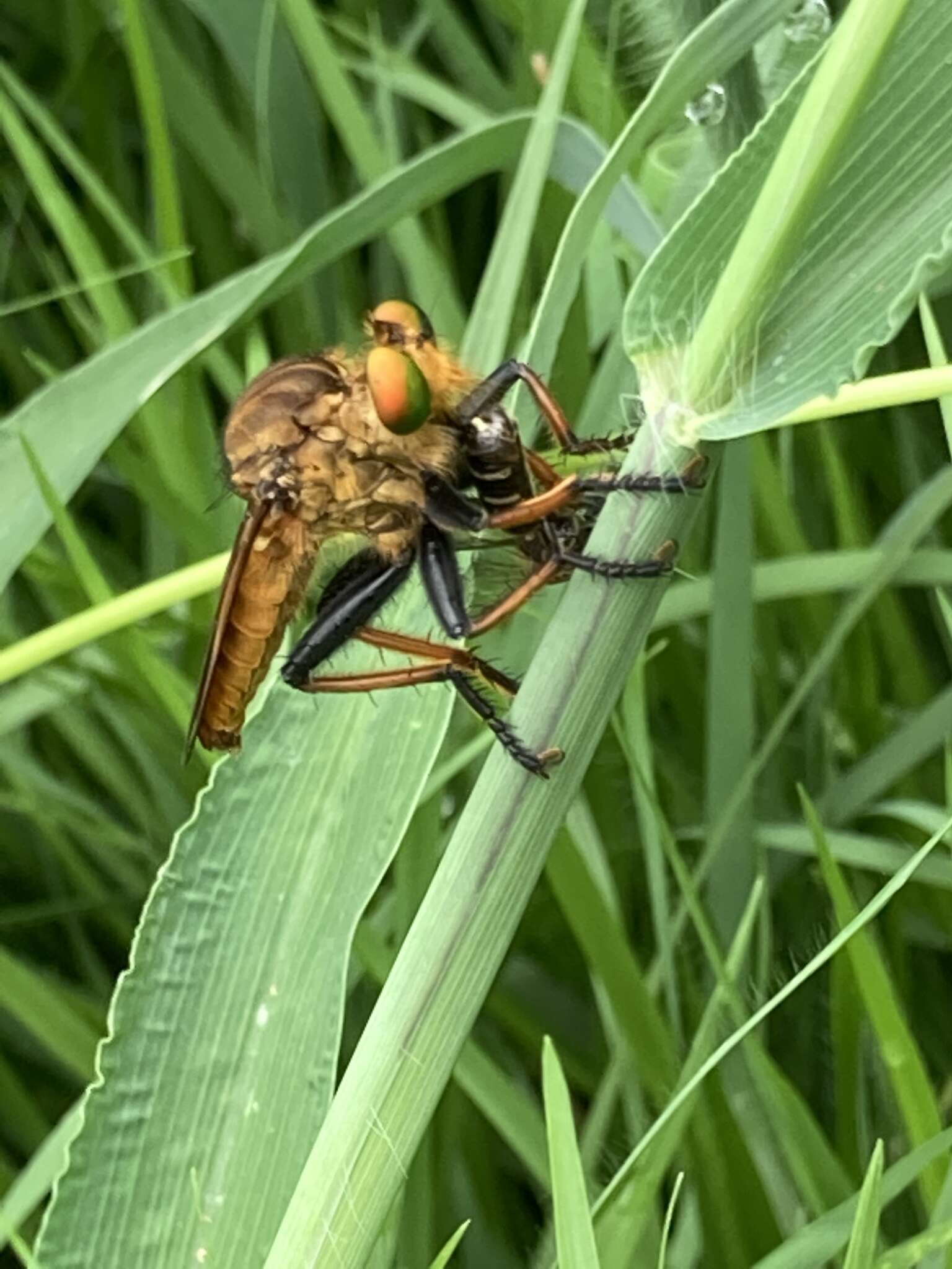 صورة Cophinopoda chinensis (Fabricius 1794)