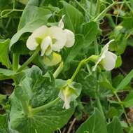 Image of Field pea