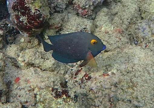 صورة Ctenochaetus strigosus (Bennett 1828)