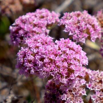 Image of Douglas' spineflower