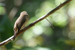 Image of Brown-breasted Flycatcher