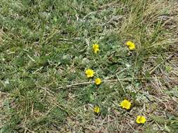 Image of Potentilla candicans Humb. & Bonpl. ex Schltdl.