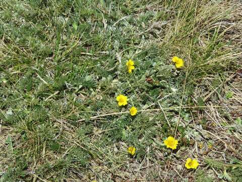 Image de Potentilla candicans Humb. & Bonpl. ex Schltdl.