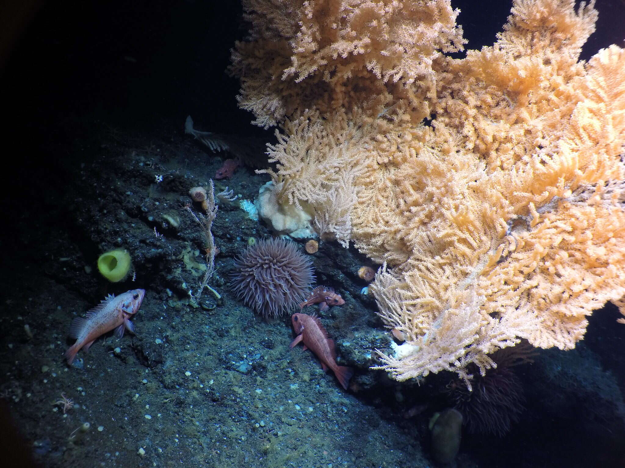 Image of Blackspotted rockfish