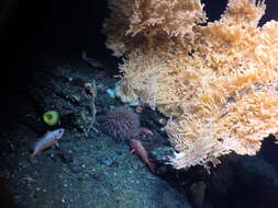 Image of Pom-pom anemone